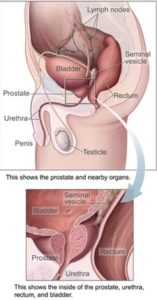 Healthy Prostate = Healthy Male